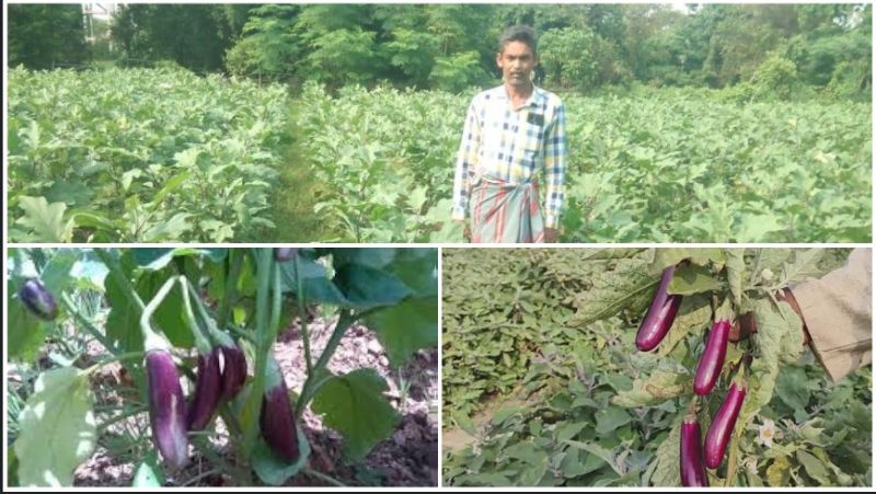 महासमुंद के किसान नवीन साव ने रची कृषि क्रांति, ग्राफ्टेड बैंगन की खेती से धान के मुकाबले पांच गुना ज्यादा कमाई कर बने मिसाल