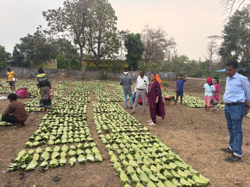 सुकमा में तेंदूपत्ता संग्रहण ने तोड़े सारे रिकॉर्ड : लक्ष्य का 77 प्रतिशत कार्य पूरा, हजारों आदिवासी परिवारों की आय में बड़ा इजाफा
