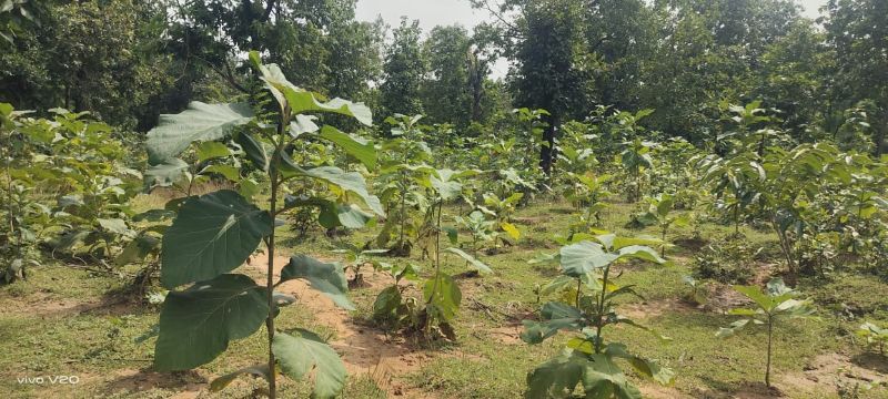 बिलासपुर में हरित क्रांति का महाअभियान! 5 साल में 27 लाख पौधों से बदली धरती की तस्वीर, अब अरपा नदी किनारे उगेंगे घने जंगल