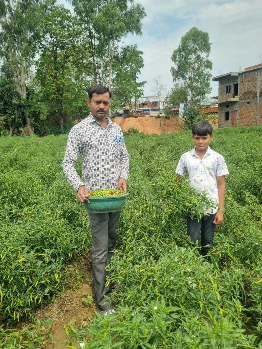 जैविक खेती से बंपर मुनाफा : रायगढ़ के किसान डोलनारायण पटेल की मिर्च बाजार में छाई, अब 4 एकड़ में करेंगे खुशबूदार जवाफूल धान की खेती