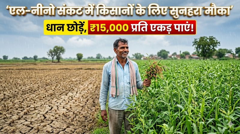 एल-नीनो संकट में किसानों के लिए सुनहरा मौका, धान छोड़ने पर मिलेगा ₹15 हजार प्रति एकड़ प्रोत्साहन