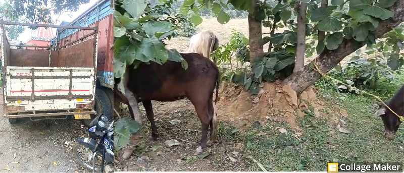 ऑपरेशन शंखनाद की बड़ी सफलता : लैलूंगा पुलिस का ताबड़तोड़ एक्शन, झारखंड ले जाए जा रहे गौ-वंश बचाए सुरक्षित, नाकेबंदी देख तस्कर वाहन छोड़ भागा, पिक-अप जब्त, सात गौ-वंश सुरक्षित.