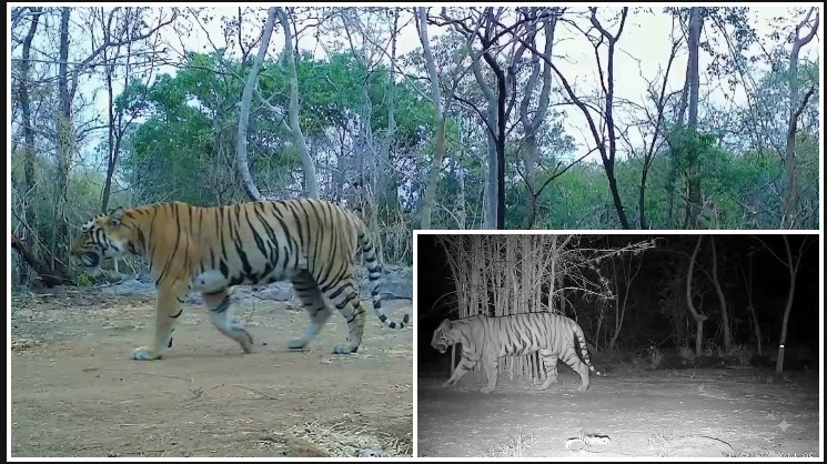 कैमरा ट्रैप में कैद बाघिन बनी बड़ी उपलब्धि, संरक्षण प्रयासों से उदंती-सीतानदी में लौटी वन्यजीवों की रौनक