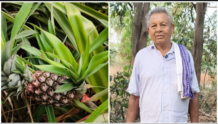 मेड़ पर लगाए थे कुछ पौधे, आज अनानास की खेती से हर साल ₹2.5 लाख की कमाई