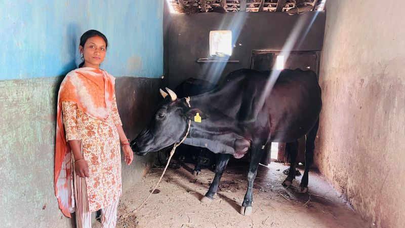 संघर्ष से सफलता तक: बिहान योजना और सरकारी सहायता ने बदली सरस्वती पैंकरा की जिंदगी, उन्नत नस्ल की गाय पालन से हर महीने कमा रहीं ₹20 हजार, बनीं ग्रामीण महिलाओं के लिए प्रेरणा