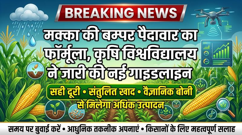 मक्का किसानों के लिए बड़ी चेतावनी! बोनी में की यह गलती तो घट सकता है उत्पादन, कृषि विश्वविद्यालय ने जारी की नई वैज्ञानिक गाइडलाइन