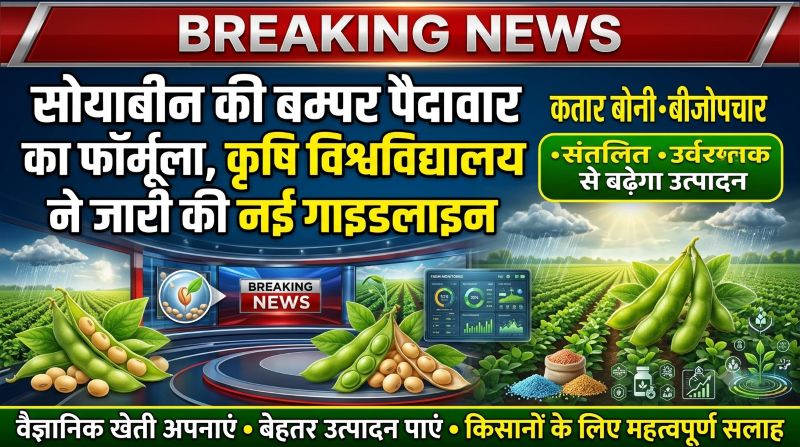 बम्पर पैदावार का सुनहरा मौका! कृषि विश्वविद्यालय ने बताया सोयाबीन बोनी का सही तरीका, कतार बोनी और बीजोपचार से मिलेगा जबरदस्त उत्पादन