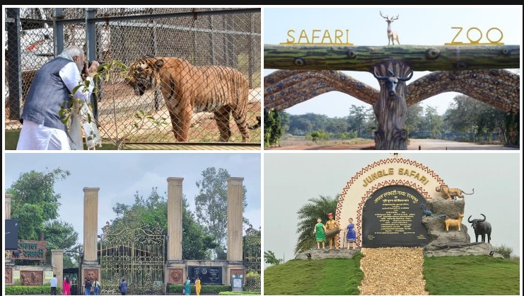 टाइगर, लायन, भालू और दुर्लभ वन्यजीवों के बीच रोमांच का अद्भुत सफर, नंदनवन जंगल सफारी बना छत्तीसगढ़ की नई पर्यटन पहचान, देश-विदेश से उमड़ रहे लाखों पर्यटक