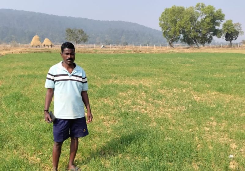 धान के बाद गेहूं बना कमाई का नया जरिया, छोटे किसान कीना राम ने कम लागत में बढ़ाया मुनाफा