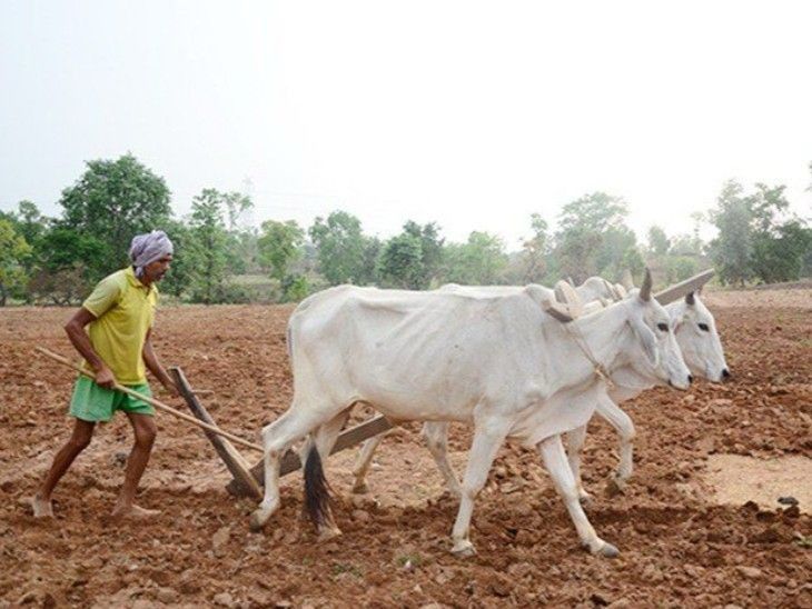 मानसून ने पकड़ी रफ्तार, छत्तीसगढ़ में खेती-किसानी ने भरी उड़ान; लाखों किसानों तक पहुंचा खाद-बीज