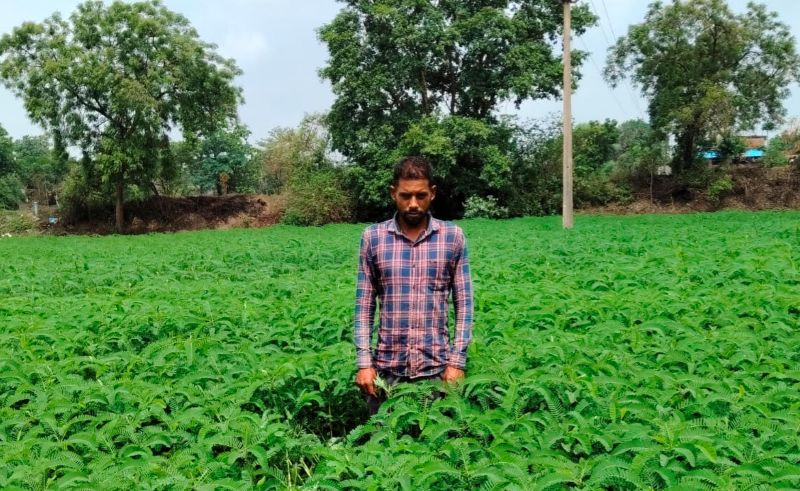 महासमुंद के किसान ने दिखाई नई राह, ढैंचा की हरी खाद अपनाकर घटाई खेती की लागत, बढ़ाई मिट्टी की उर्वरता