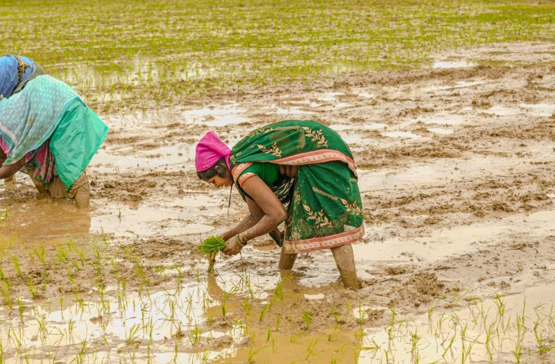 बारिश बनी अन्नदाताओं के लिए खुशियों की सौगात! खेतों में लौटी रौनक, समय पर खाद-बीज से किसानों का बढ़ा भरोसा और समृद्ध फसल की उम्मीद