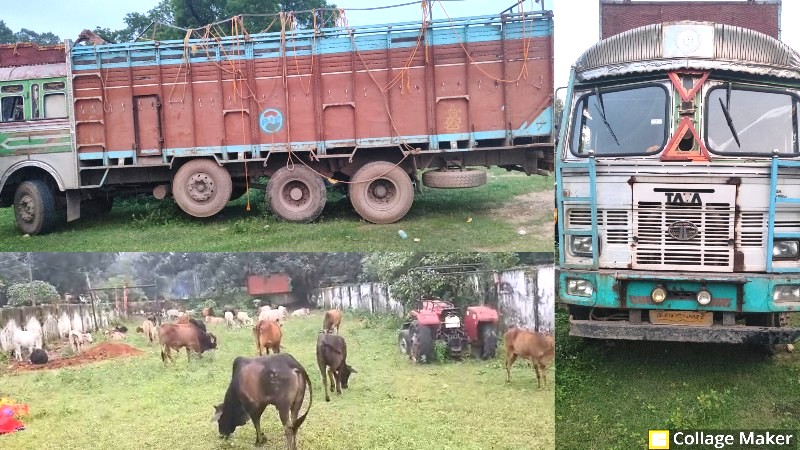 ऑपरेशन शंखनाद में रायगढ़ पुलिस का बड़ा एक्शन ! 14 चक्का ट्रक में ठूंसकर ले जाए जा रहे 46 गौ-वंश बरामद, 7 की मौत, 39 का हुआ रेस्क्यू, ट्रक छोड़ भागे तस्कर फरार.