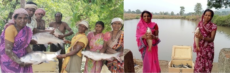 जशपुर के सरकारी तालाब बने महिलाओं के आय का माध्यम, मछली पालन से लाखों का वार्षिक विक्रय, परिवार की आर्थिक स्थिति मजबूत कर रहीं स्व-सहायता समूहों की महिलाएं.