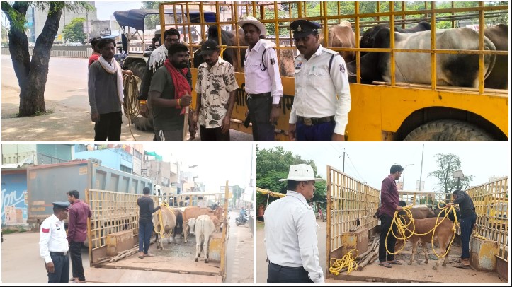 हाईवे पर गौवंश से टकराव रोकने दुर्ग यातायात पुलिस का बड़ा एक्शन! 15 दिन में 1831 गौवंश हटाए गए, सड़क हादसे रोकने अभियान लगातार जारी