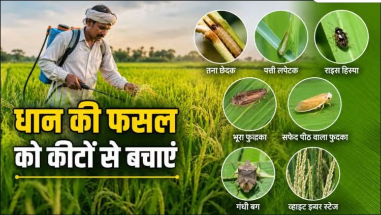 लेख : धान की फसल में कीट प्रकोप से बचाव के लिए किसान रहें सतर्क