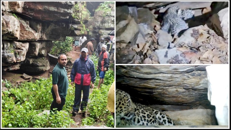 बस्तर के जंगल से आई दिल छू लेने वाली तस्वीर! मां से बिछड़े दो तेंदुआ शावकों को वन विभाग ने 48 घंटे की निगरानी के बाद मिलाया