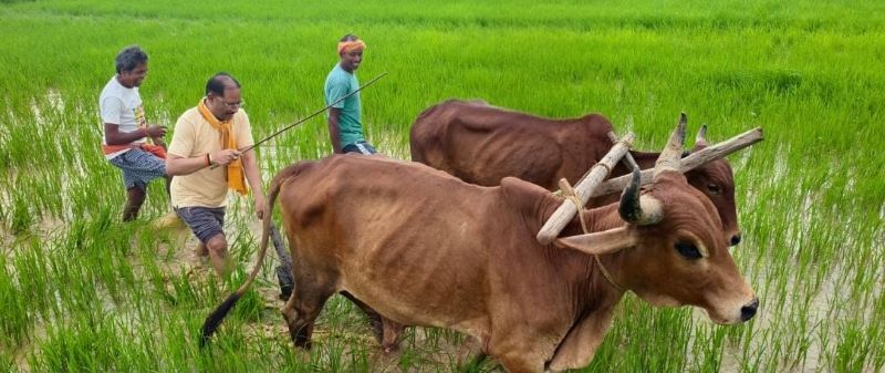 मुख्यमंत्री विष्णुदेव साय का दिखा किसान वाला अंदाज, गृहग्राम बगिया के खेत में बैलों के साथ थामी हल की मूठ, बियासी करते ही ताजा हुईं बचपन और खेती-किसानी से जुड़ी पुरानी यादें