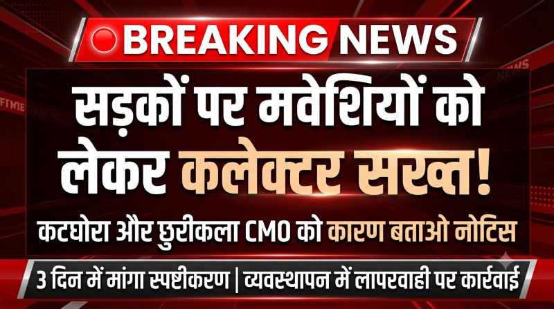 सड़क पर घूमते मवेशियों की समस्या पर प्रशासन का बड़ा एक्शन, व्यवस्थापन में लापरवाही पर कटघोरा-छुरीकला CMO से 3 दिन में मांगा जवाब