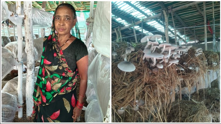 मेहनत ने बदली किस्मत, मशरूम ने खोला आत्मनिर्भरता का रास्ता! सारंगढ़-बिलाईगढ़ की मिथिला दीदी ने घर से शुरू किया कारोबार, अब ₹50 हजार मासिक आमदनी