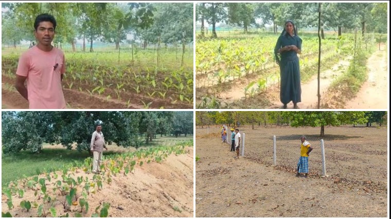 केकराखोली बना आधुनिक खेती की मिसाल, आम-कटहल के साथ सब्जी व औषधीय फसलों की इंटरक्रॉपिंग और डबरियों में मछली पालन से मजबूत हुई ग्रामीण आजीविका