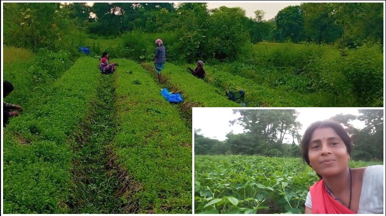 ‘बिहान’ से मिली नई राह, खेतों में मेहनत से हेमलता ने बदली जिंदगी की तस्वीर; सब्जी उत्पादन से सालाना ₹2 लाख की आय, बनीं आत्मनिर्भर महिला कृषक-उद्यमी