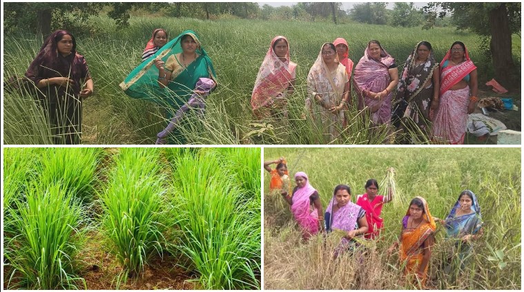 परंपरागत खेती से आगे बढ़कर परखंदा की महिलाओं ने अपनाई औषधीय खस की खेती, 2.50 एकड़ में 11.20 क्विंटल उत्पादन से पहली फसल में कमाए ₹1.12 लाख