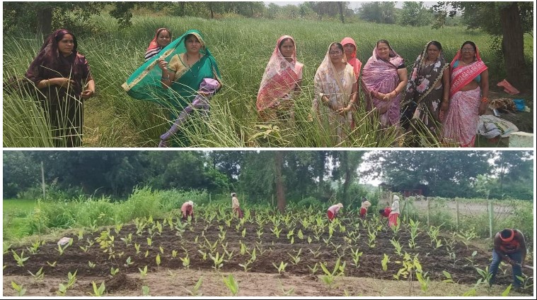 खस की खुशबू से महकी आत्मनिर्भरता की राह, परखंदा की महिलाओं ने 2.5 एकड़ में पहली फसल से कमाए ₹1.12 लाख, नवाचार से बदली खेती की तस्वीर