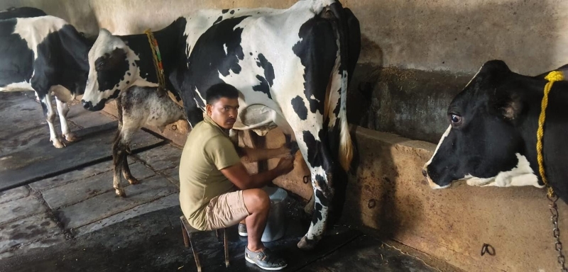 कृत्रिम गर्भाधान से हुआ नस्ल सुधार, डेयरी बनी परदेशी लाल की आर्थिक मजबूती की पहचानकभी सीमित दूध उत्पादन से जूझते थे, आज 6 उन्नत एचएफ क्रॉसब्रीड गायों से सालाना 10 लाख रुपये तक की आय