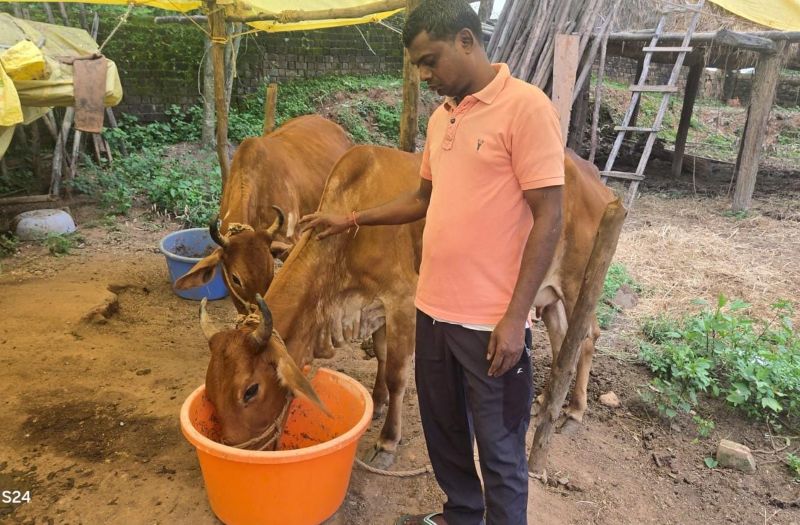 नस्ल सुधार से बदली किसान विनोद की किस्मत, घर की बछिया बनी आर्थिक समृद्धि का आधार; 18 हजार की सहायता और विभागीय मार्गदर्शन से बढ़ी दूध उत्पादन की क्षमता