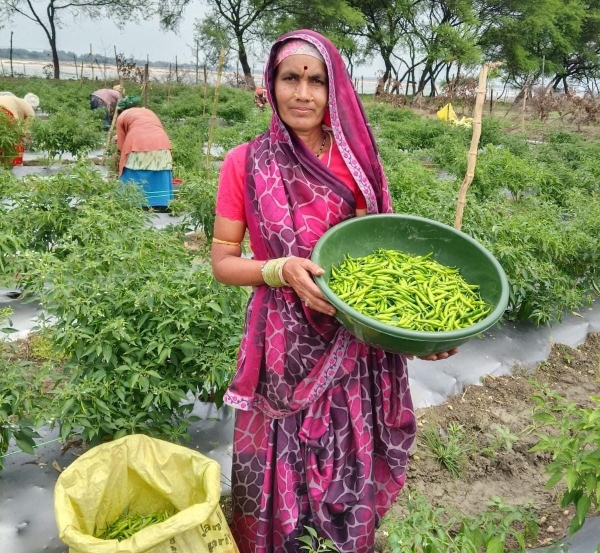तीखी मिर्च’ से घुली दशमत के जीवन में मिठास, स्वयं सहायता समूह से जुड़कर 40 क्विंटल मिर्च बेच कमाए 2 लाख रुपये