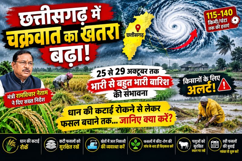 बंगाल की खाड़ी में चक्रवाती हलचल, छत्तीसगढ़ में भारी बारिश की आहट! क्या खेतों में खड़ी धान की फसल पर मंडराएगा संकट? कृषि विश्वविद्यालय ने जारी की विशेष सलाह, मंत्री रामविचार नेताम ने विभागीय अमले को किया अलर्ट—25 से 29 अक्टूबर तक किसानों को क्यों बरतनी होगी खास सावधानी?