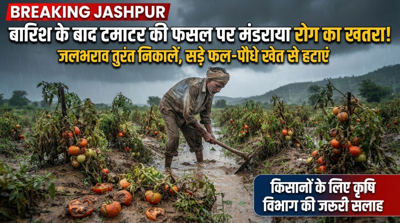 बारिश के बाद टमाटर की फसल पर मंडराया रोग का खतरा! खेत में 24 घंटे से ज्यादा पानी न ठहरने दें, फफूंदजनित रोगों से बचाव के लिए कृषि विभाग ने जारी की जरूरी सलाह