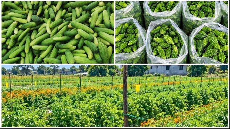 80 डिसमिल जमीन बनी आत्मनिर्भरता का आधार, बिहान से मिले आर्थिक संबल ने गीता को बनाया सब्जी खेती और बकरी पालन की सफल उद्यमी