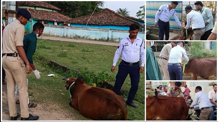 सड़क सुरक्षा की अनूठी पहल: रात के अंधेरे में अब दूर से चमकेंगे आवारा पशु, यातायात पुलिस ने गले में बांधी रेडियम पट्टी, हादसों पर लगेगी रोक