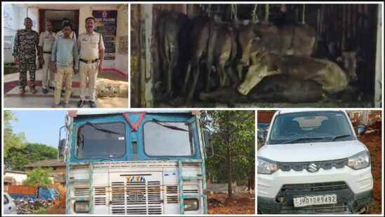 अंबिकापुर से झारखंड जा रहा था गौवंशों से भरा कंटेनर, पुलिस को देखकर भागा चालक तो खुला बड़ा मामला! 65 गौवंश मुक्त, 1 आरोपी गिरफ्तार और रेकी में लगी कार जब्त—जशपुर पुलिस की जांच में अब किन लोगों के नाम आएंगे सामने?