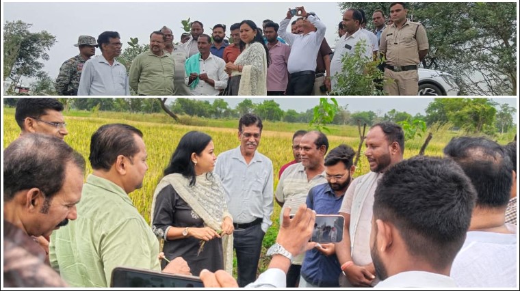 धान छोड़ काले चावल की खेती पर क्यों बढ़ा किसानों का रुझान? सारंगढ़ में 340 एकड़ में उत्पादन, कंपनी से खरीदी का अनुबंध; कलेक्टर ने दिए रकबा बढ़ाने के निर्देश।