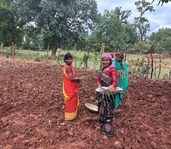 लेमन ग्रास की खेती से महकी महिलाओं की आत्मनिर्भरता! जीपीएम के अमारू में 10 महिला समूहों ने 20 एकड़ में शुरू की खेती—सुगंधित तेल बनाकर बाजार से जुड़ेंगी ‘बिहान’ की दीदियां, ‘लखपति दीदी’ बनने की राह हुई मजबूत