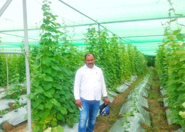 पारंपरिक खेती छोड़ संरक्षित खेती से बदली जितेन्द्र पाण्डेय की किस्मत, शेडनेट हाउस में बैंगन-खीरा उत्पादन से बढ़ा मुनाफा; कीट-रोग का प्रकोप घटा, लागत कम हुई और सब्जियों की गुणवत्ता में आया सुधार