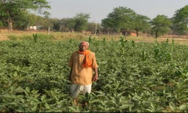 धान की पारंपरिक खेती छोड़ अपनाया बैंगन उगाने का नया तरीका, मुनाफे में सीधे 20 हजार रुपये का उछाल! आखिर क्या है ग्राफ्टेड बैंगन की खेती की खासियत? उद्यानिकी विभाग के मार्गदर्शन से किसान फागूराम पटेल ने 55 हजार रुपये का शुद्ध लाभ कमाकर दिखाई आधुनिक खेती की ताकत