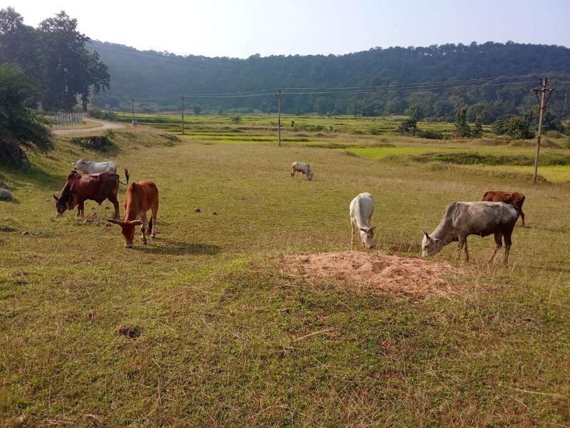 गौ तस्करी का जंगल कनेक्शन आया सामने! बेरहमी से हांककर झारखंड ले जाए जा रहे थे 10 गौवंश, पुलिस पहुंची तो अंधेरे में गायब हुए आरोपी