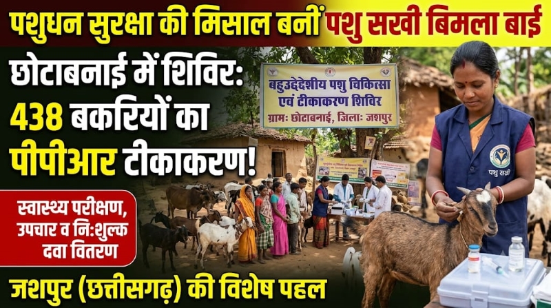 गांव-गांव पशुधन की सेहत संवार रहीं पशु सखी बिमला बाई, बनीं मिसाल! छोटाबनाई में 438 बकरियों का पीपीआर टीकाकरण, बीमार पशुओं का उपचार और पशुपालकों को स्वास्थ्य सुरक्षा का संदेश