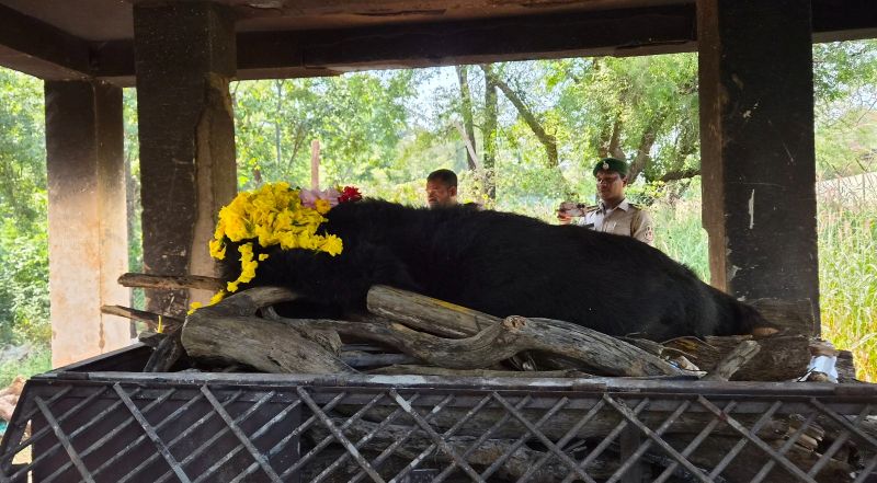 नंदनवन जंगल सफारी से दुखद खबर! 25 साल की हिमालयन भालू ‘फफोरी’ ने दुनिया को कहा अलविदा, गुवाहाटी से रायपुर तक का रहा सफर