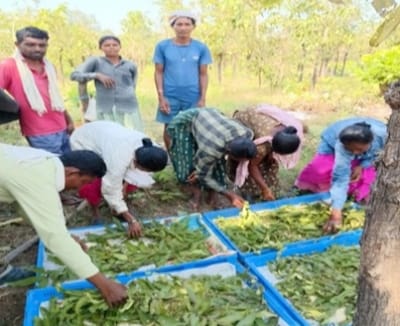 बीजापुर के 13 ग्रामीण परिवारों की कमाई बढ़ाने की तैयारी! सरकार ने 59 हजार रुपये से अधिक के तसर डिम्ब समूह बांटे, हितग्राहियों को मिली 51,800 रुपये की सब्सिडी—अब गांव में ही रोजगार और आमदनी बढ़ाने का मौका