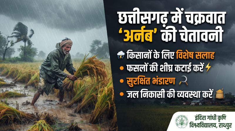 मौसम का बड़ा उलटफेर! छत्तीसगढ़ में चक्रवात ‘अर्नब’ से भारी से अति भारी बारिश की चेतावनी, धान की फसल बचाने किसानों को तुरंत सतर्क रहने की सलाह