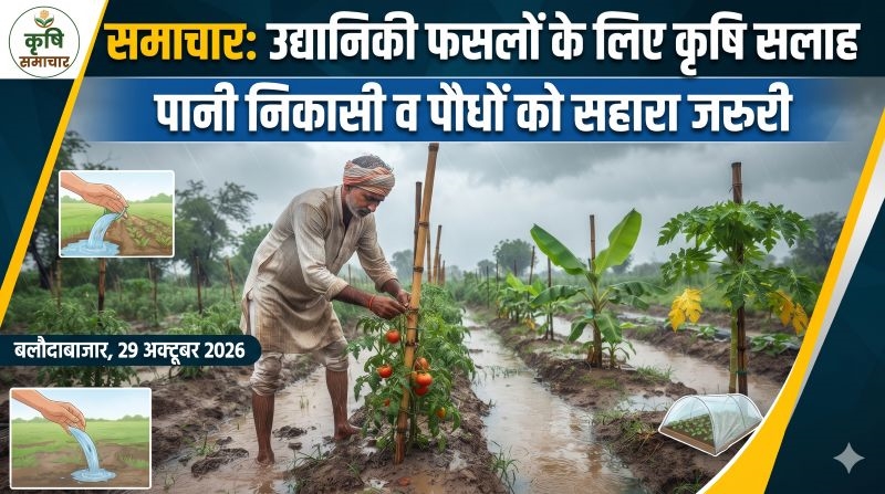 बारिश के बाद फसल बर्बादी से बचना है तो बरतें ये सावधानियां! जलभराव रोकने, पौधों को सहारा देने और फल-सब्जियों की सुरक्षा के लिए उद्यानिकी विभाग की किसानों को सलाह